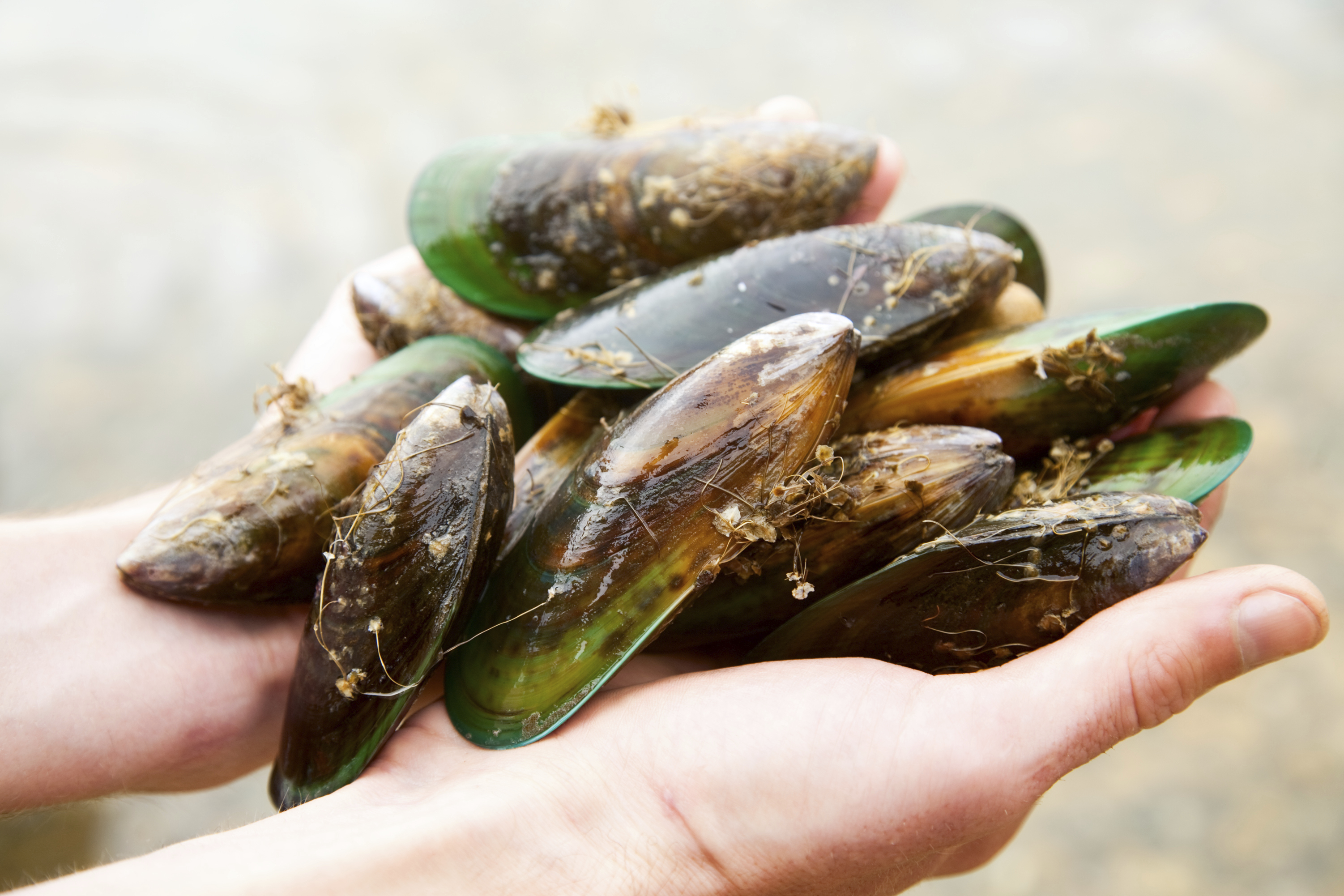 Hands holding fresh New Zealand green-lipped mussels